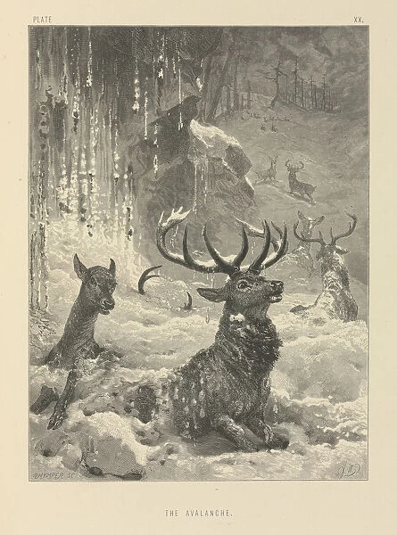 The Avalanche. Plate 20 taken from The Life and Habits of Wild Animals