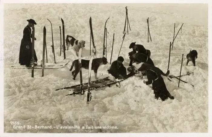 Framed Print : Avalanche victim aided by St Bernards Framed Print : Avalanche victim aided by St Bernards