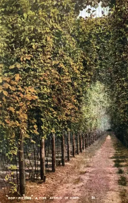 Framed Print : Avenue of Hops, Kent Framed Print : Avenue of Hops, Kent