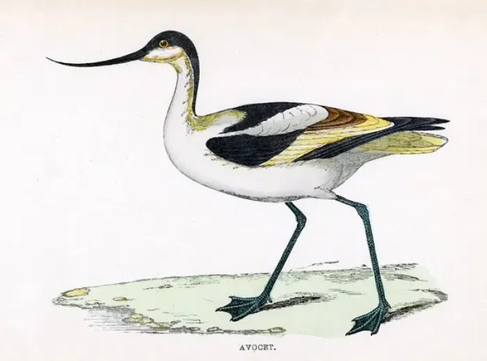 Framed Print : Avocet (Morris)