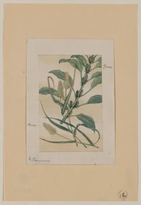 Framed Print : Awa - goma Framed Print : Awa - goma
