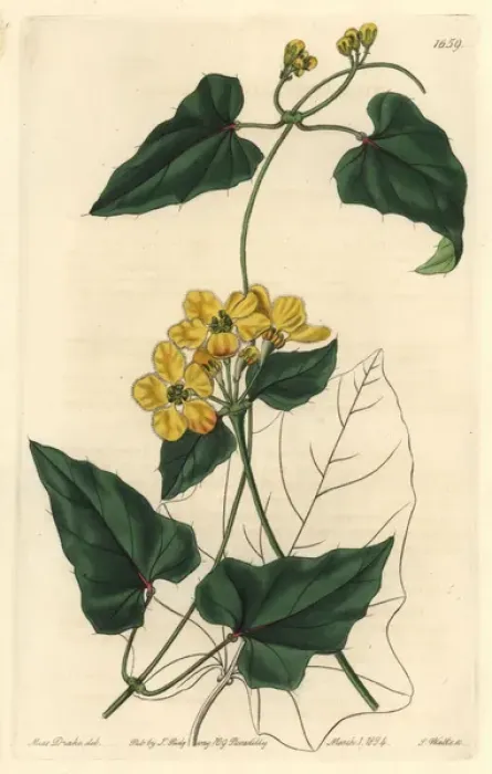Framed Print : Awned stigmaphyllon, Stigmaphyllon auriculatum Framed Print : Awned stigmaphyllon, Stigmaphyllon auriculatum
