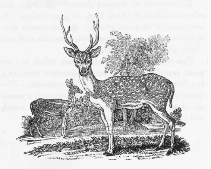Framed Print : Axis or Ganges Stag Framed Print : Axis or Ganges Stag
