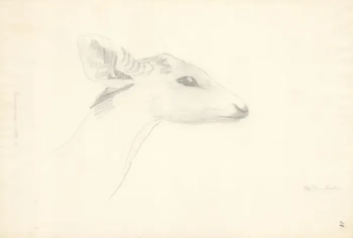Framed Print : Axis porcinus, hog deer Framed Print : Axis porcinus, hog deer