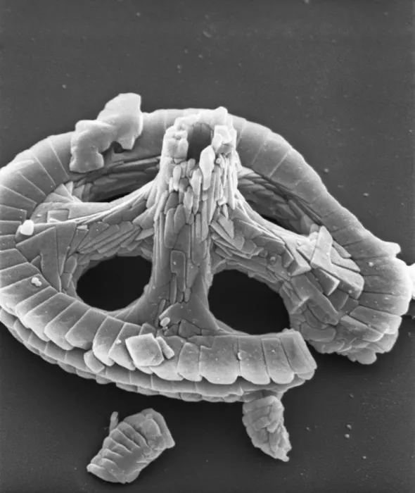 Framed Print : Axopodorhabdus albianus, coccolith Framed Print : Axopodorhabdus albianus, coccolith