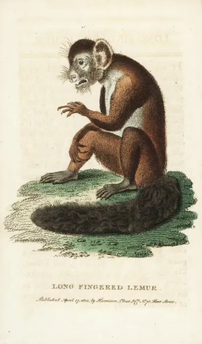 Framed Print : Aye-aye, Daubentonia madagascariensis Framed Print : Aye-aye, Daubentonia madagascariensis