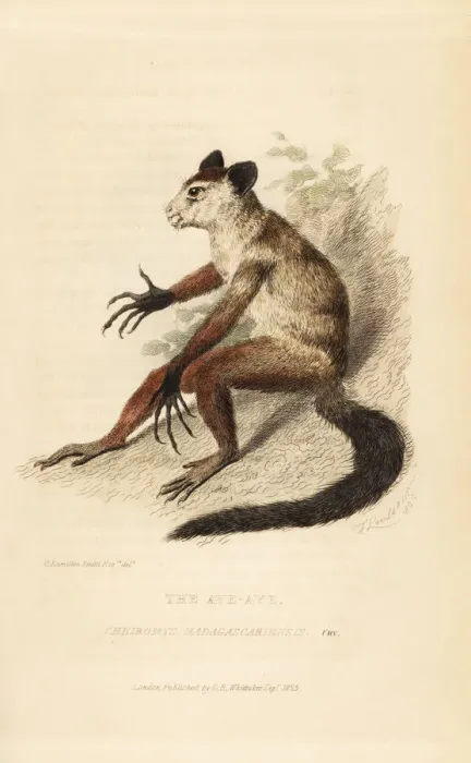 Framed Print : Aye-aye, Daubentonia madagascariensis Framed Print : Aye-aye, Daubentonia madagascariensis