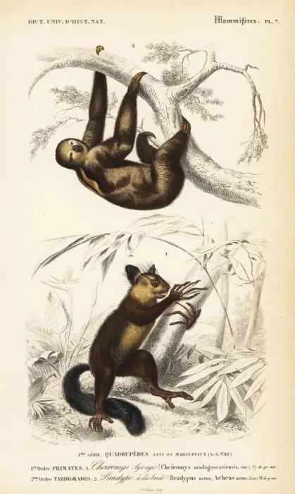 Framed Print : Aye-aye (near-threatened) and brown-throated sloth Framed Print : Aye-aye (near-threatened) and brown-throated sloth