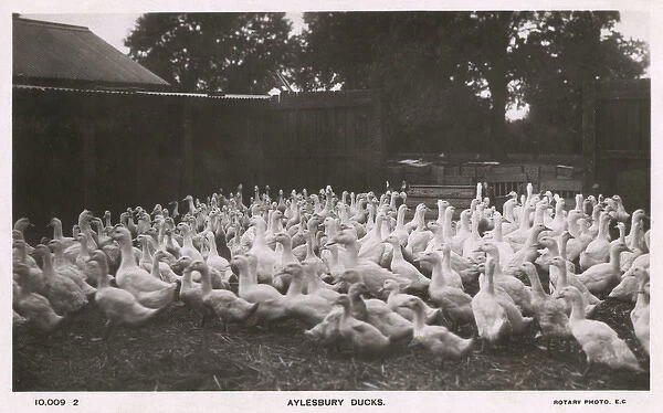 Aylesbury, Buckinghamshire - Ducks