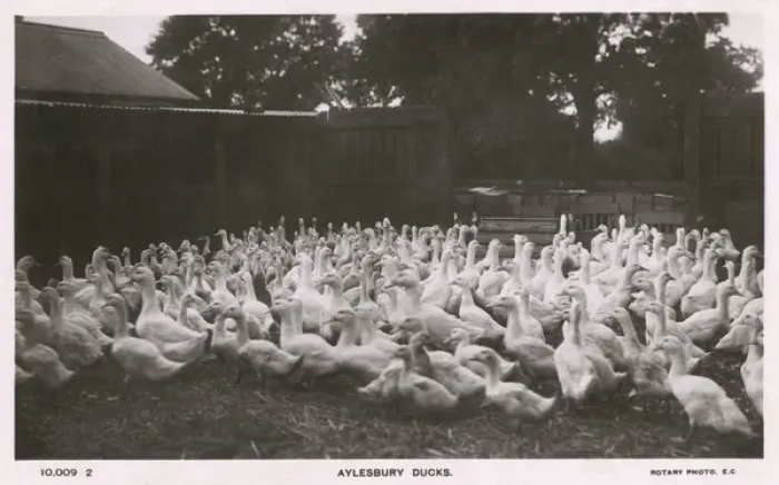 Framed Print : Aylesbury, Buckinghamshire - Ducks Framed Print : Aylesbury, Buckinghamshire - Ducks
