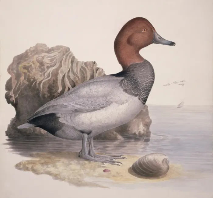 Framed Print : Aythya ferina, common pochard Framed Print : Aythya ferina, common pochard