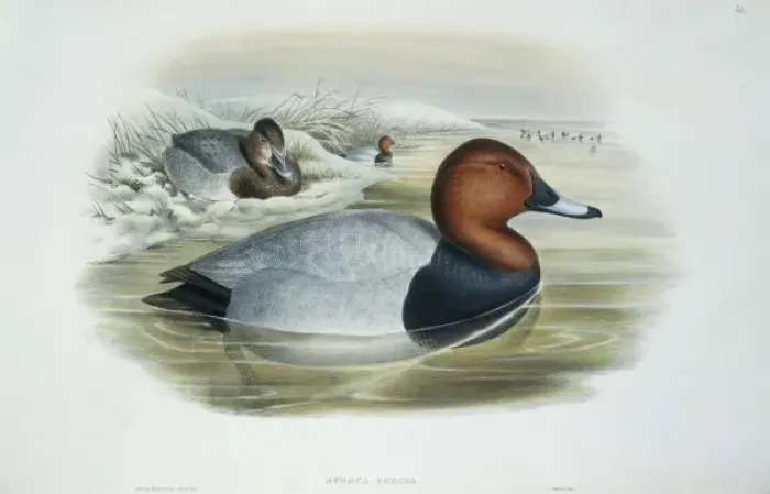 Framed Print : Aythya ferina, common pochard Framed Print : Aythya ferina, common pochard