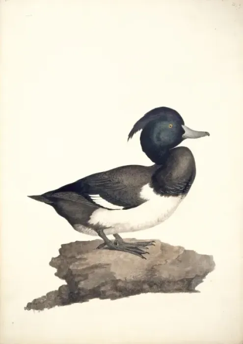Framed Print : Aythya fuligula, tufted duck Framed Print : Aythya fuligula, tufted duck