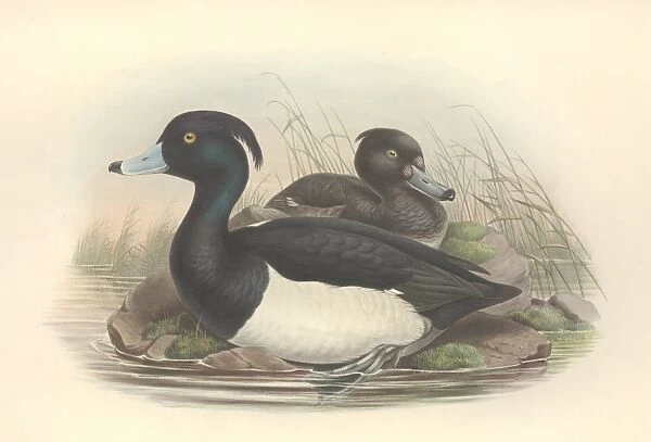 Aythya fuligula, tufted duck