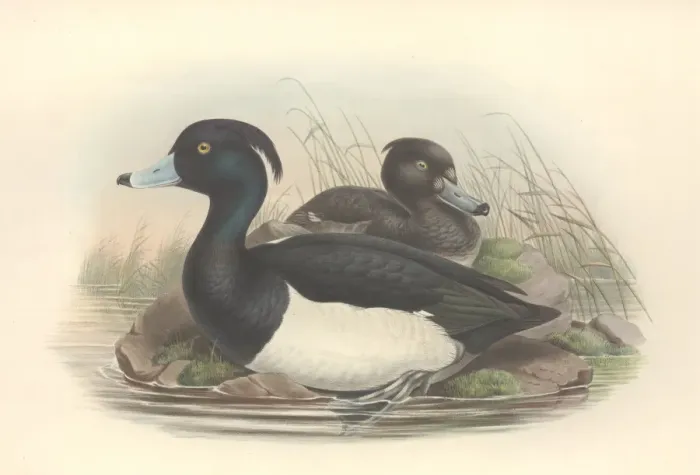 Framed Print : Aythya fuligula, tufted duck Framed Print : Aythya fuligula, tufted duck