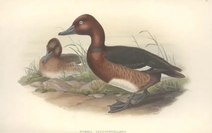 Framed Print : Aythya nyroca, ferruginous duck Framed Print : Aythya nyroca, ferruginous duck