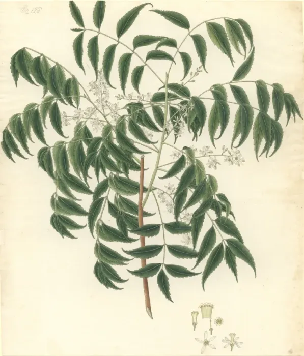 Framed Print : Azadirachta indica, neem Framed Print : Azadirachta indica, neem