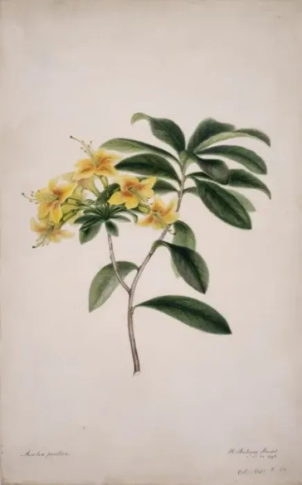 Framed Print : Azalae pontica, yellow azalea Framed Print : Azalae pontica, yellow azalea