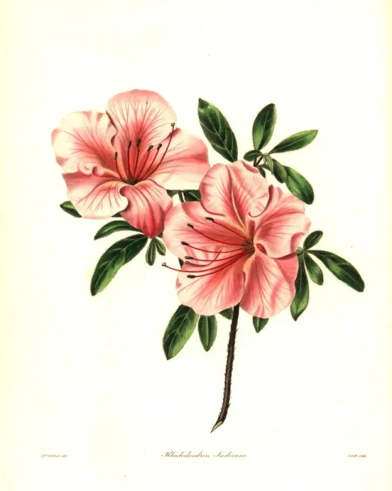 Framed Print : Azalea or brick-coloured Indian rhododendron Framed Print : Azalea or brick-coloured Indian rhododendron