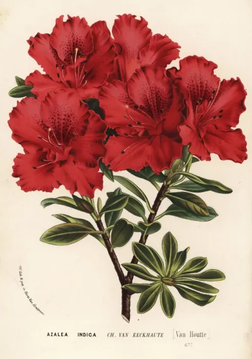 Framed Print : Azalea cultivar, Charles van Eeckhaute, Rhododendron indicum Framed Print : Azalea cultivar, Charles van Eeckhaute, Rhododendron indicum
