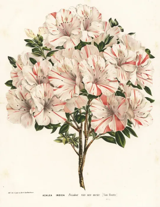 Framed Print : Azalea cultivar, President van den Hecke Framed Print : Azalea cultivar, President van den Hecke