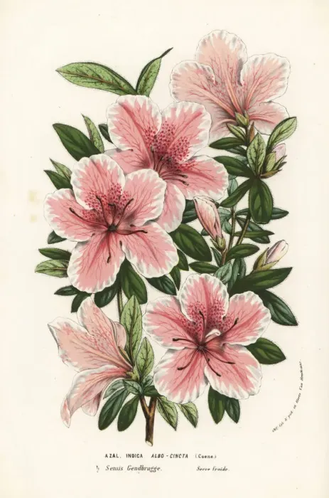 Framed Print : Azalea hybrid, Albo-Cincta, Rhododendron indicum Framed Print : Azalea hybrid, Albo-Cincta, Rhododendron indicum