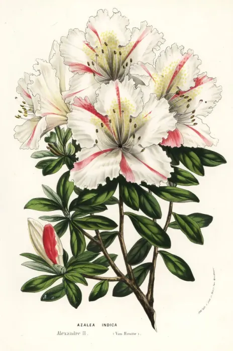 Framed Print : Azalea hybrid, Alexandre II, Rhododendron indicum Framed Print : Azalea hybrid, Alexandre II, Rhododendron indicum