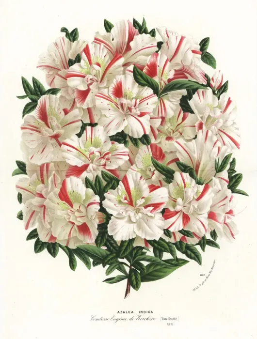 Framed Print : Azalea hybrid, Comtesse Eugenie de Kerchove Framed Print : Azalea hybrid, Comtesse Eugenie de Kerchove