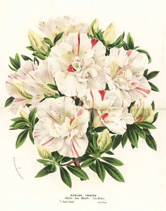 Framed Print : Azalea hybrid, Marie Van Houtte, Rhododendron indicum Framed Print : Azalea hybrid, Marie Van Houtte, Rhododendron indicum