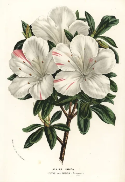 Framed Print : Azalea indica, Louise von Baden variety, Rhodonendron Framed Print : Azalea indica, Louise von Baden variety, Rhodonendron