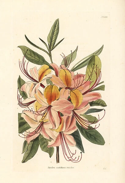 Azalea nudiflora tricolor