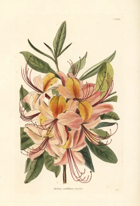 Framed Print : Azalea nudiflora tricolor Framed Print : Azalea nudiflora tricolor