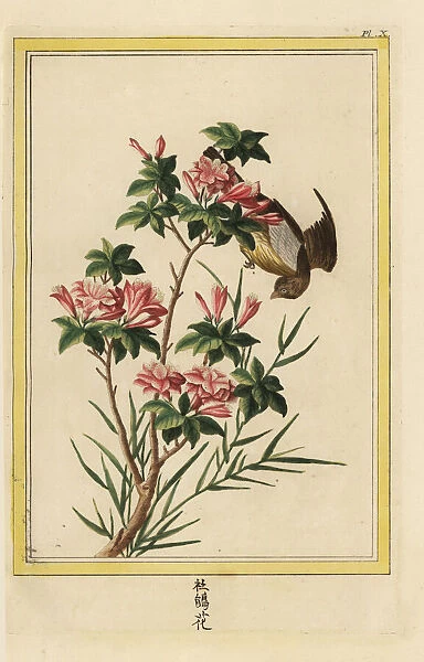 Azalea, Rhododendron indica