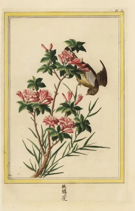 Framed Print : Azalea, Rhododendron indica Framed Print : Azalea, Rhododendron indica