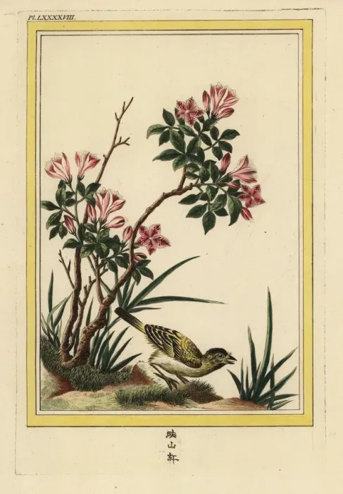 Framed Print : Azalea, Rhododendron species Framed Print : Azalea, Rhododendron species