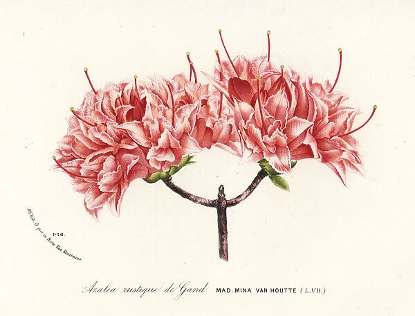 Azalea rustique de Gand, Rhododendron indicum