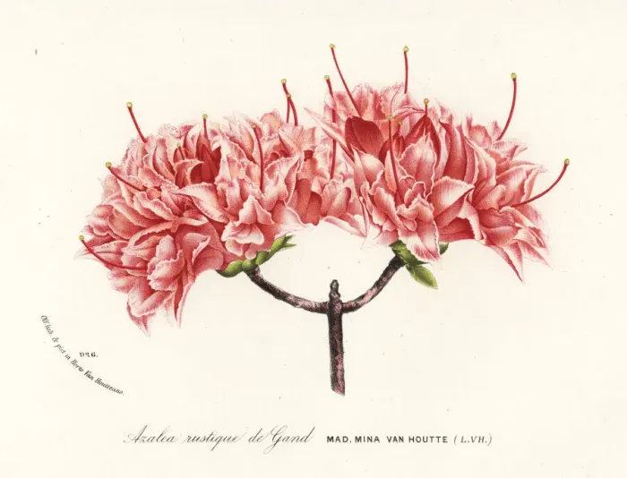 Framed Print : Azalea rustique de Gand, Rhododendron indicum Framed Print : Azalea rustique de Gand, Rhododendron indicum