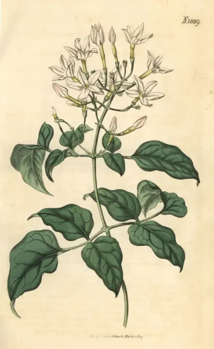 Framed Print : Azorian jasmine, Jasminum azoricum Framed Print : Azorian jasmine, Jasminum azoricum