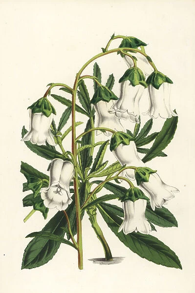 Azorina vidalii, endangered plant