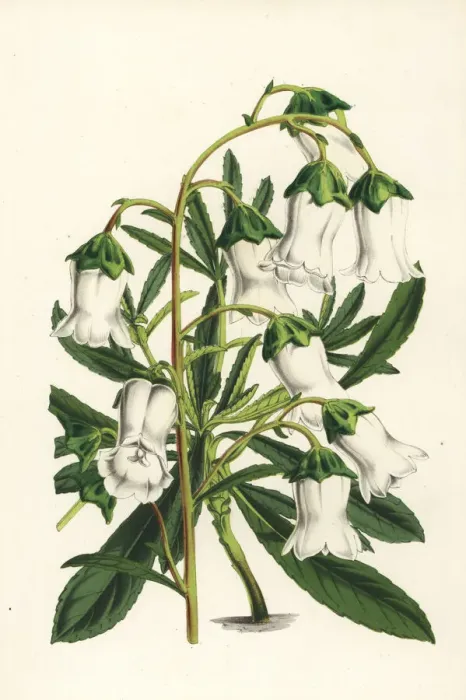 Framed Print : Azorina vidalii, endangered plant