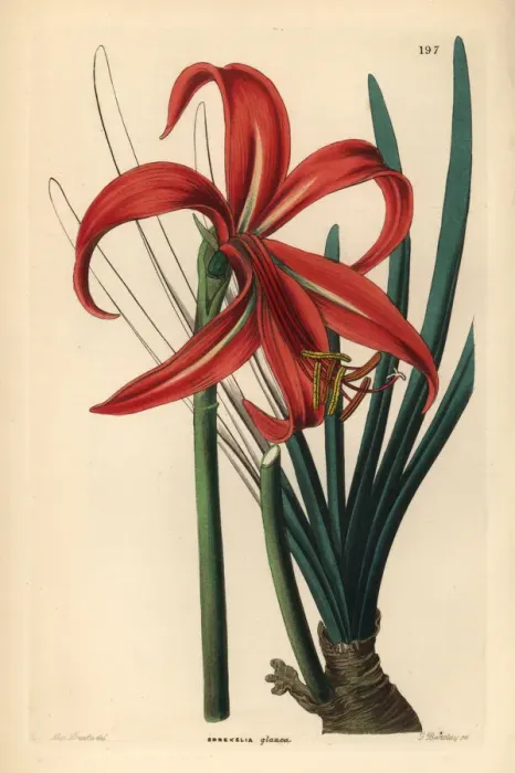 Framed Print : Aztec lily, Sprekelia formosissima Framed Print : Aztec lily, Sprekelia formosissima