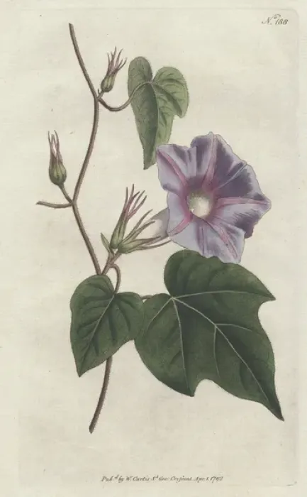 Framed Print : Azure convolvulus or morning glory, Ipomoea hederacea Framed Print : Azure convolvulus or morning glory, Ipomoea hederacea