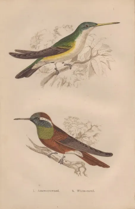 Framed Print : Azure-crowned, Amazilia cyanocephala, and white-eared