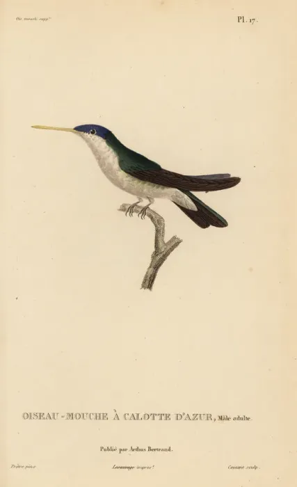 Framed Print : Azure-crowned hummingbird, Amazilia cyanocephala, male adult Framed Print : Azure-crowned hummingbird, Amazilia cyanocephala, male adult