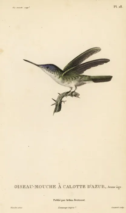 Framed Print : Azure-crowned hummingbird, Amazilia cyanocephala, juvenile Framed Print : Azure-crowned hummingbird, Amazilia cyanocephala, juvenile