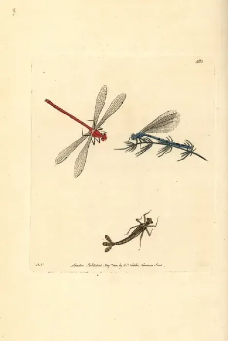 Framed Print : Azure damselfly, Coenagrion puella Framed Print : Azure damselfly, Coenagrion puella