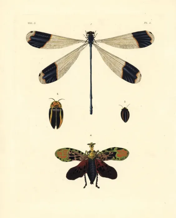 Framed Print : Azure hawker and exotic insects Framed Print : Azure hawker and exotic insects
