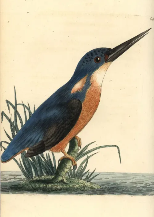 Framed Print : Azure kingfisher, Ceyx azureus Framed Print : Azure kingfisher, Ceyx azureus