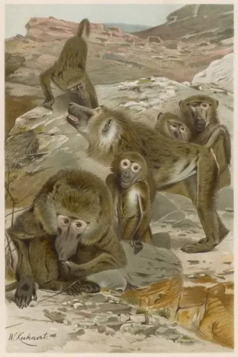Framed Print : BABOONS. A group of baboons Framed Print : BABOONS. A group of baboons