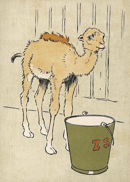 Baby Camel Dromedary